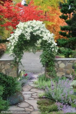 Sweet Autumn Clematis - 1 Gallon Pot 14 Sweet Autumn Clematis - 1 Gallon Pot -Cheap PLANTS Store Clematis Sweet Autumn 8