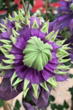 Taiga Clematis - 2 Gallon Pot 15 Taiga Clematis - 2 Gallon Pot -Cheap PLANTS Store Clematis Taiga 2 2