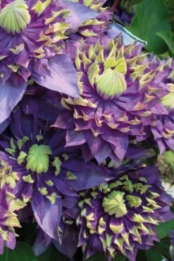 Taiga Clematis - 1 Gallon Pot 14 Taiga Clematis - 1 Gallon Pot -Cheap PLANTS Store Clematis Taiga 3 1