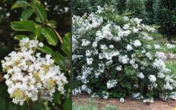 Acoma Weeping White Crape Myrtle - 7 Gallon Pot (4-5') -Cheap PLANTS Store Crape Myrtle Acoma 3 3