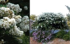 Acoma Weeping White Crape Myrtle - 7 Gallon Pot (3-4') -Cheap PLANTS Store Crape Myrtle Acoma 4 1
