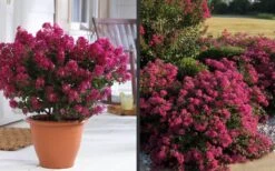 Berry Dazzle Dwarf Crape Myrtle - 3 Gallon Pot -Cheap PLANTS Store Crape Myrtle Berry Dazzle 2