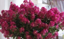 Berry Dazzle Dwarf Crape Myrtle (Single-Trunk Topiary) - 7 Gallon Pot -Cheap PLANTS Store Crape Myrtle Berry Dazzle 3
