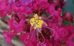 Berry Dazzle Dwarf Crape Myrtle (Single-Trunk Topiary) - 7 Gallon Pot -Cheap PLANTS Store Crape Myrtle Berry Dazzle 4