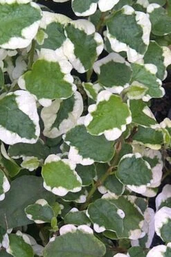 Variegated Creeping Fig - Ficus Pumila 'Variegata' - 6 Pack Of Pint Pots -Cheap PLANTS Store Creeping Fig Variegated Ficus Pumila Rev 500x750 1