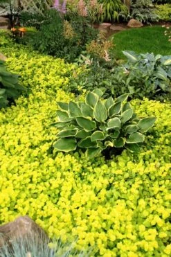 Golden Creeping Jenny - Lysimachia Nummularia Aurea - 10 Pack Of Pint Pots 10 Golden Creeping Jenny - Lysimachia Nummularia Aurea - 10 Pack Of Pint Pots -Cheap PLANTS Store Creeping Jenny 21 2