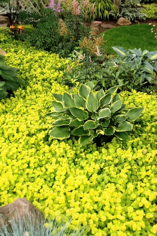Golden Creeping Jenny - Lysimachia Nummularia Aurea - 10 Pack Of Pint Pots 5 Golden Creeping Jenny - Lysimachia Nummularia Aurea - 10 Pack Of Pint Pots - Image 3