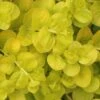 Golden Creeping Jenny - Lysimachia Nummularia Aurea - 18 Pack Of Pint Pots -Cheap PLANTS Store Creeping Jenny 22