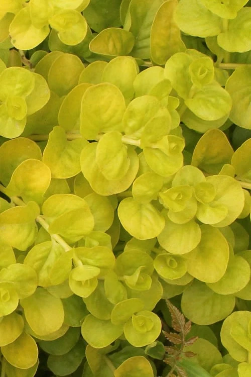 Golden Creeping Jenny - Lysimachia Nummularia Aurea - 10 Pack Of Pint Pots 3 Golden Creeping Jenny - Lysimachia Nummularia Aurea - 10 Pack Of Pint Pots