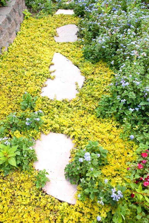 Golden Creeping Jenny - Lysimachia Nummularia Aurea - 18 Pack Of Pint Pots 6 Golden Creeping Jenny - Lysimachia Nummularia Aurea - 18 Pack Of Pint Pots - Image 4