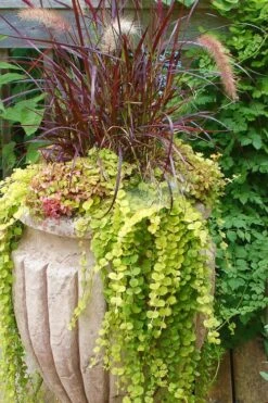 Golden Creeping Jenny - Lysimachia Nummularia Aurea - 5 Pack Of Pint Pots -Cheap PLANTS Store Creeping Jenny 26 1