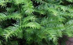 Creeping Japanese Plum Yew (Cephalotaxus Harringtonia 'Prostrata') - 7 Gallon Pot 14 Creeping Japanese Plum Yew (Cephalotaxus Harringtonia 'Prostrata') - 7 Gallon Pot -Cheap PLANTS Store Creeping japanese Plum Yew 1 2