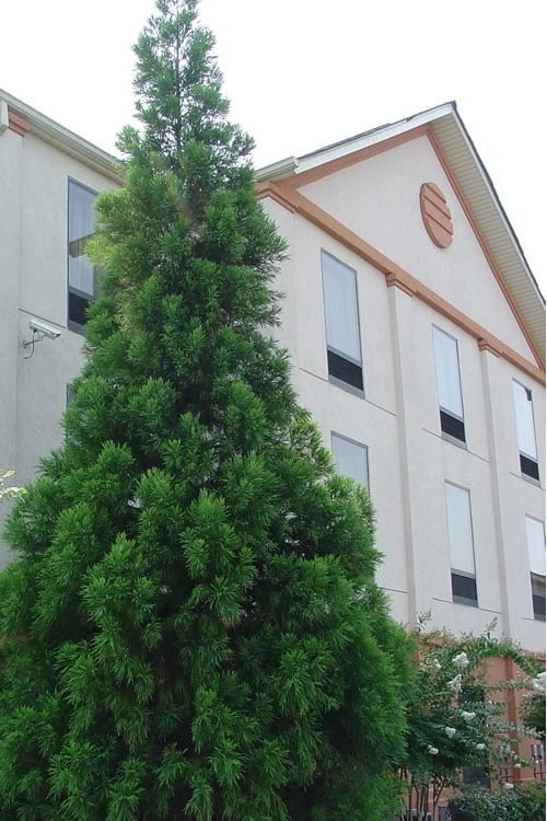 Radicans Cryptomeria (Japanese Cedar) - 7 Gallon Pot (3-4') 8 Radicans Cryptomeria (Japanese Cedar) - 7 Gallon Pot (3-4') - Image 6