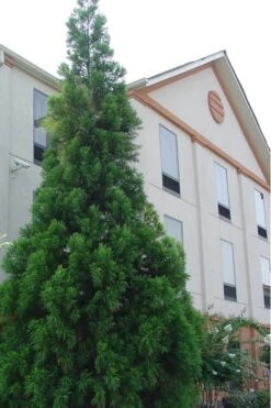 Radicans Cryptomeria (Japanese Cedar) - 3 Gallon Pot 15 Radicans Cryptomeria (Japanese Cedar) - 3 Gallon Pot -Cheap PLANTS Store Cryptomeria Radicans 1 500x750 2