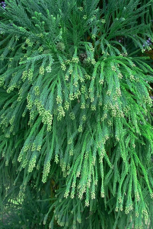 Radicans Cryptomeria (Japanese Cedar) - 7 Gallon Pot (3-4') 7 Radicans Cryptomeria (Japanese Cedar) - 7 Gallon Pot (3-4') - Image 5