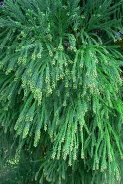 Radicans Cryptomeria (Japanese Cedar) - 1 Gallon Pot -Cheap PLANTS Store Cryptomeria Radicans Foliage 500x750 3