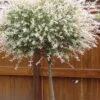 Variegated Dappled Willow Tree - Salix Integra 'Hakuro Nishiki' - 1 Gallon Pot - Tree Form -Cheap PLANTS Store Dappled Willow 500x750 2