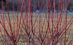 Flamingo Dappled Willow (Shrub Form) - 2 Gallon Pot -Cheap PLANTS Store Dappled Willow Tree Stems