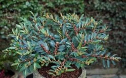 Blue Cascade Evergreen Witch Hazel (Distylium) - 3 Gallon -Cheap PLANTS Store Distylium Blue Cascade 10