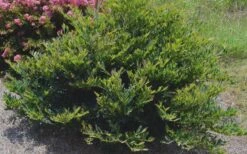 Blue Cascade Evergreen Witch Hazel (Distylium) - 3 Gallon -Cheap PLANTS Store Distylium Blue Cascade 4