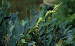 Blue Cascade Evergreen Witch Hazel (Distylium) - 3 Gallon -Cheap PLANTS Store Distylium Blue Cascade Foliage