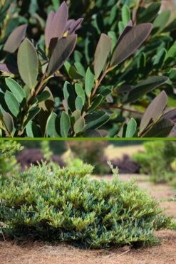 Cinnamon Girl Distylium (Evergreen Witch Hazel) - 3 Gallon Pot -Cheap PLANTS Store Distylium Cinnamon Girl 500x750 1