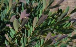 Cinnamon Girl Distylium (Evergreen Witch Hazel) - 3 Gallon Pot -Cheap PLANTS Store Distylium Cinnamon Girl Leaves