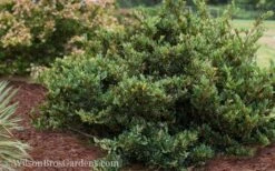 Coppertone Distylium - 3 Gallon Pot -Cheap PLANTS Store Distylium Coppertone 5