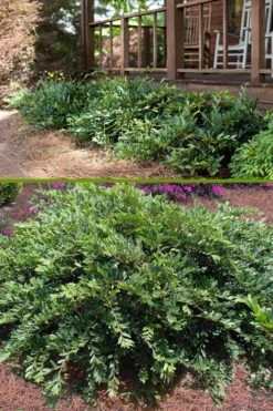 Vintage Jade Evergreen Witch Hazel (Distylium) - 3 Gallon Pot