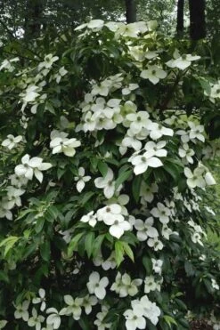 Empress Of China Dogwood - 7 Gallon Pot (4-5') 13 Empress Of China Dogwood - 7 Gallon Pot (4-5') -Cheap PLANTS Store Dogwood Empress Of China 35 2