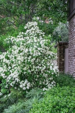 Empress Of China Dogwood - 3 Gallon Pot 12 Empress Of China Dogwood - 3 Gallon Pot -Cheap PLANTS Store Dogwood Empress Of China 500x750 1