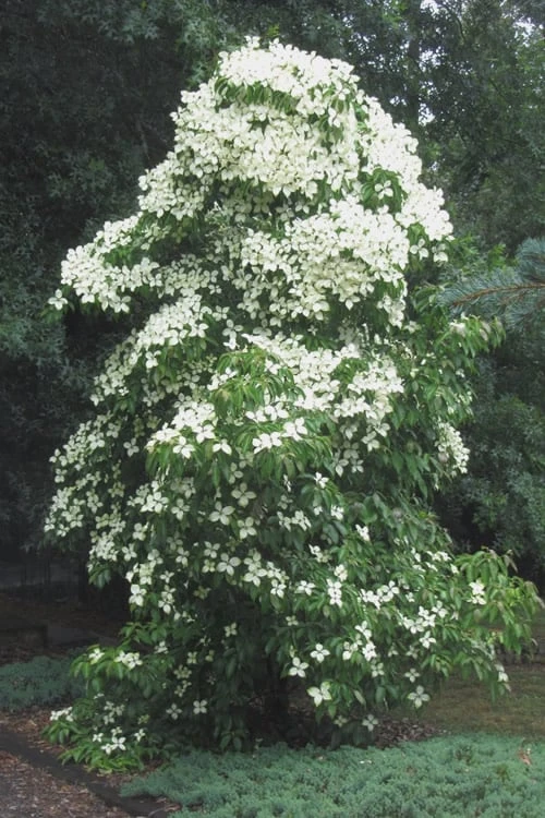 Empress Of China Dogwood - 3 Gallon Pot 8 Empress Of China Dogwood - 3 Gallon Pot - Image 6