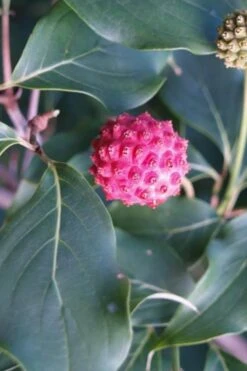 Empress Of China Dogwood - 7 Gallon Pot (4-5') 15 Empress Of China Dogwood - 7 Gallon Pot (4-5') -Cheap PLANTS Store Dogwood Empress of China 31 2