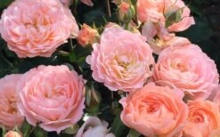 Apricot Drift Dwarf Rose - 3 Gallon Pot -Cheap PLANTS Store Drift Rose Apricot 2