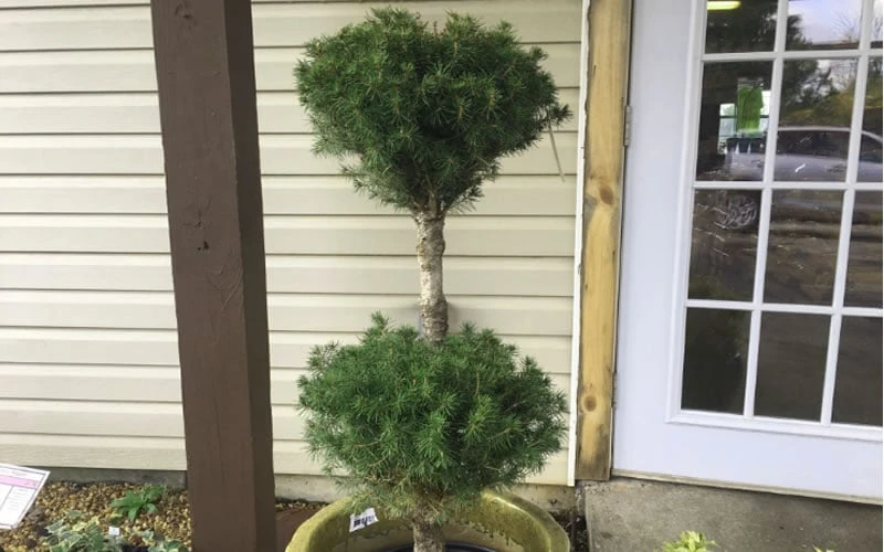 Poodle Tier Dwarf Alberta Spruce 3 Ball Topiary (3-Ball) - 3 Gallon Pot 6 Poodle Tier Dwarf Alberta Spruce 3 Ball Topiary (3-Ball) - 3 Gallon Pot - Image 4