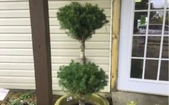 Poodle Tier Dwarf Alberta Spruce Topiary (2-Ball) - 2 Gallon Pot -Cheap PLANTS Store Dwarf Alberta Spruce Poodle Tier
