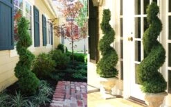 Spiral Dwarf Alberta Spruce Topiary - 7 Gallon Pot -Cheap PLANTS Store Dwarf Alberta Spruce Spiral