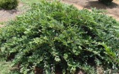 Vintage Jade Evergreen Witch Hazel (Distylium) - 3 Gallon Pot -Cheap PLANTS Store Dystilium Vintage Jade