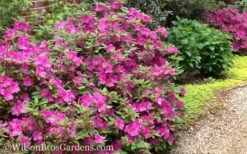 Autumn Amethyst Encore Azalea - 3 Gallon Pot -Cheap PLANTS Store Encore Azalea Autumn Amethyst 51 2