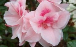 Autumn Belle Encore Azalea - 3 Gallon Pot 10 Autumn Belle Encore Azalea - 3 Gallon Pot -Cheap PLANTS Store Encore Azalea Autumn Belle