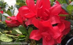 Autumn Bonfire Encore Azalea - 3 Gallon Pot -Cheap PLANTS Store Encore Azalea Autumn Bonfire 50