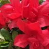 Autumn Bonfire Encore Azalea - 3 Gallon Pot -Cheap PLANTS Store Encore Azalea Autumn Bonfire 500x750 1