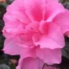 Autumn Carnation Encore Azalea - 7 Gallon Pot -Cheap PLANTS Store Encore Azalea Autumn Carnation 3 500x750 2