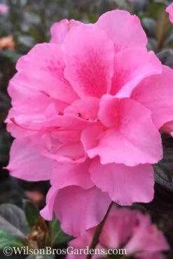 Autumn Carnation Encore Azalea - 1 Gallon Pot