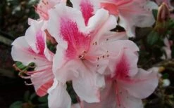 Autumn Chiffon Encore Azalea - 1 Gallon Pot -Cheap PLANTS Store Encore Azalea Autumn Chiffon 2