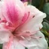 Autumn Chiffon Encore Azalea - 1 Gallon Pot -Cheap PLANTS Store Encore Azalea Autumn Chiffon 2 500x750 3