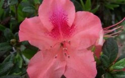 Autumn Coral Encore Azalea - 3 Gallon Pot -Cheap PLANTS Store Encore Azalea Autumn Coral 1
