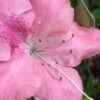 Autumn Debutante Encore Azalea - 3 Gallon Pot -Cheap PLANTS Store Encore Azalea Autumn Debutante 500x750 3