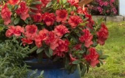 Autumn Embers Encore Azalea - 2 Gallon 13 Autumn Embers Encore Azalea - 2 Gallon -Cheap PLANTS Store Encore Azalea Autumn Embers 3 50 4