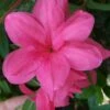 Autumn Empress Encore Azalea - 1 Gallon Pot -Cheap PLANTS Store Encore Azalea Autumn Empress 500x750 2